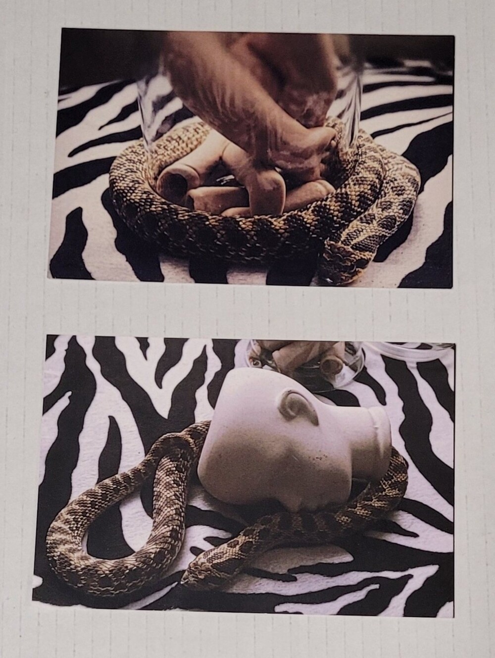 2x Hognose Snake & Creepy Doll Parts Art Photography Prints ~ 4x6